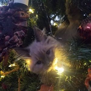 Meet your Posher, Bridget